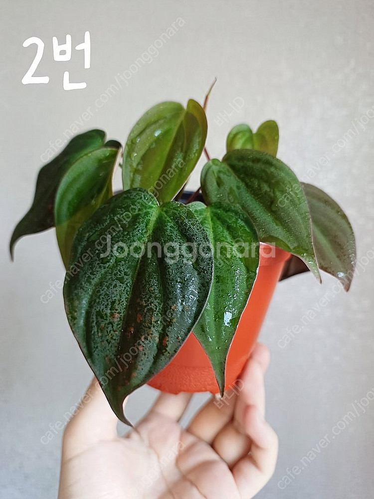 호야 민트코인, 호야 윌버그레이브 풀실버, 호야 뉴기니...--7