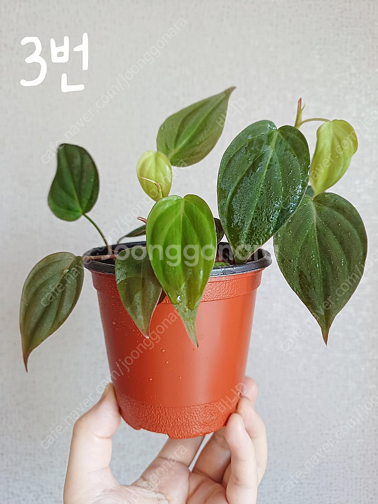 호야 민트코인, 호야 윌버그레이브 풀실버, 호야 뉴기니...--8