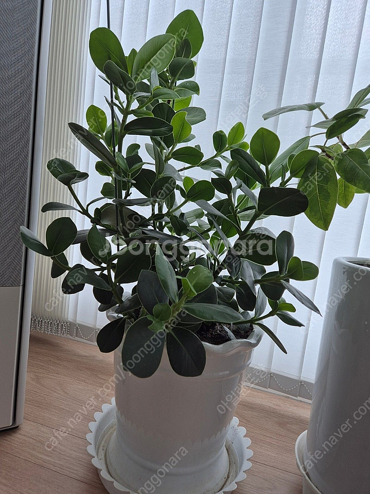 화분 식물 판매합니다.--1