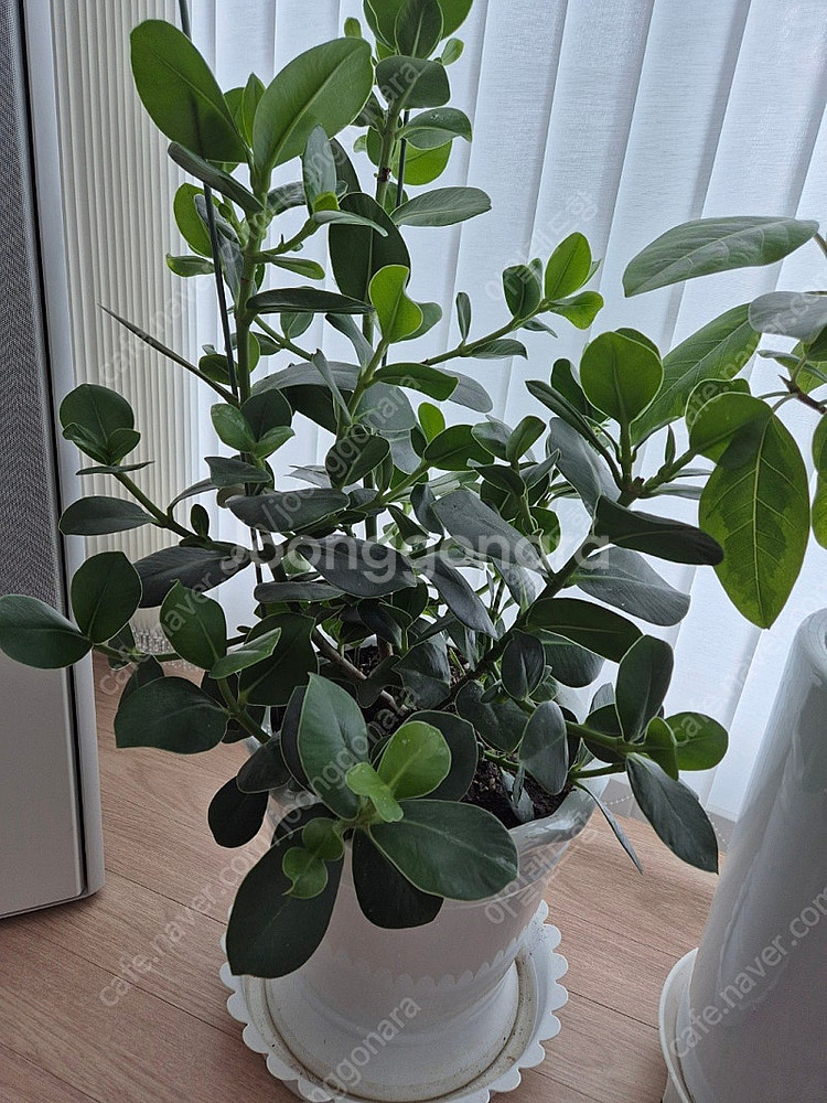 화분 식물 판매합니다.--3