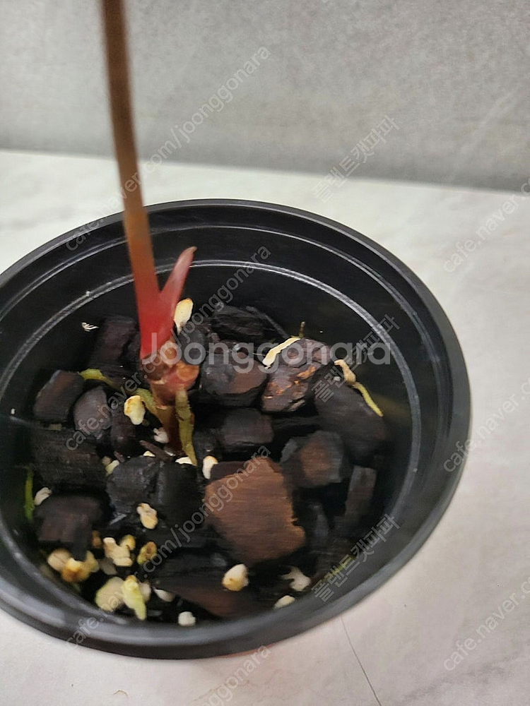 안스리움 다크피닉스 하이브리드(파필X다크피닉스)--1