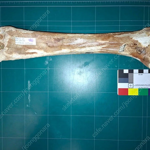 네덜란드 신생대 말 다리 뼈 화석 32cm!