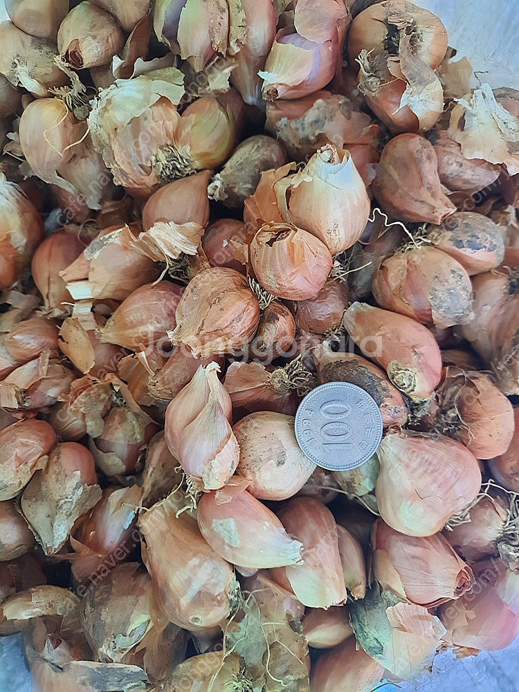 쪽파씨(종자,종근) A+급 쪼금 내놓아요.. 1kg(4...--1
