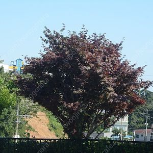산품급 정품 니콘 7100