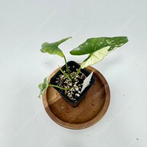 알로카시아 심포 화이트 바리에가타