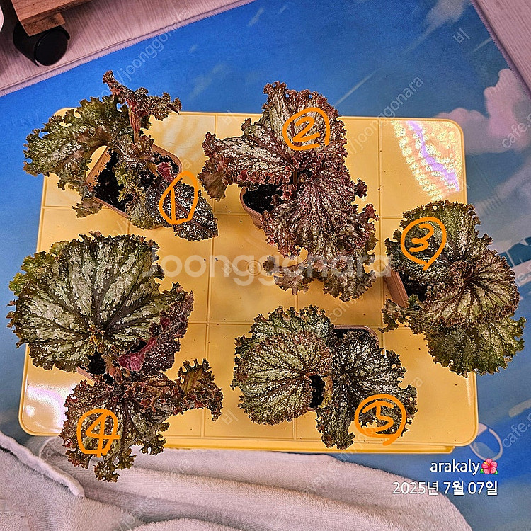 식물/플라밍고 댄스 유묘--0