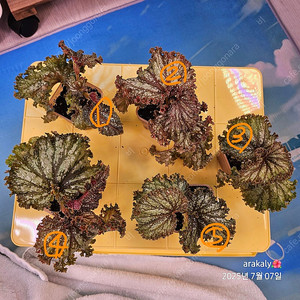 식물/플라밍고 댄스 유묘