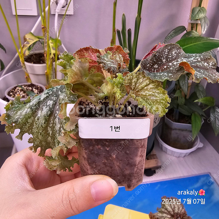 식물/플라밍고 댄스 유묘--1