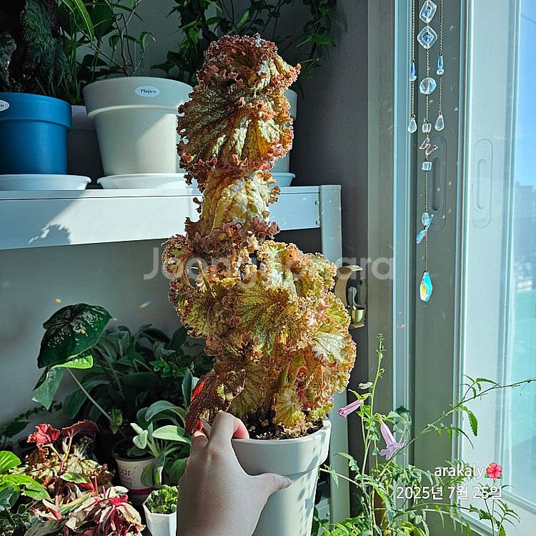 식물/베고니아 플댄/다크맘보/타코나이트/미라제--0