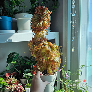 식물/베고니아 플댄/다크맘보/타코나이트/미라제