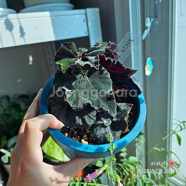 식물/베고니아 플댄/다크맘보/타코나이트/미라제--2