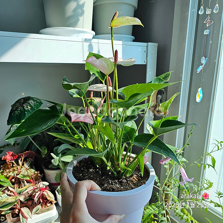 식물/안스리움 마타타--0