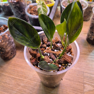 스킨답서스 트루비 다크폼 바리에가타