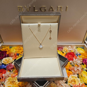 불가리 디바스드림 새상품