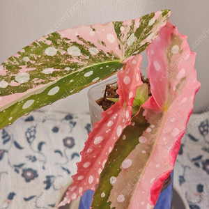 베고니아 마큘라타 핑크 바리에가타 2