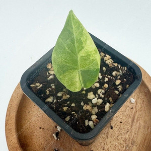 알로카시아 마하라니 옐로우 바리에가타 작은개체