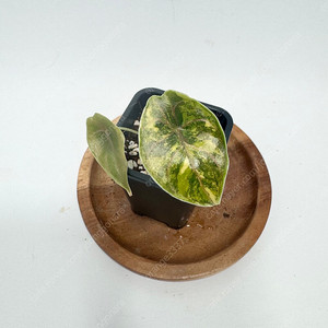 알로카시아 아즈라니 옐로우 바리에가타