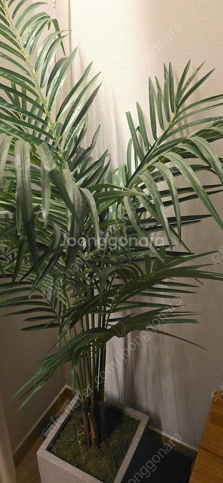 이레카자야 대형조화 170, 바나나나무 100 고퀄--1