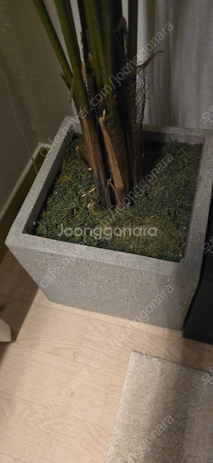 이레카자야 대형조화 170, 바나나나무 100 고퀄--2