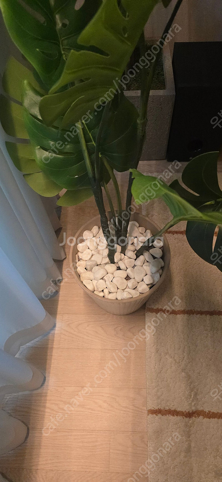 이레카자야 대형조화 170, 바나나나무 100 고퀄--3