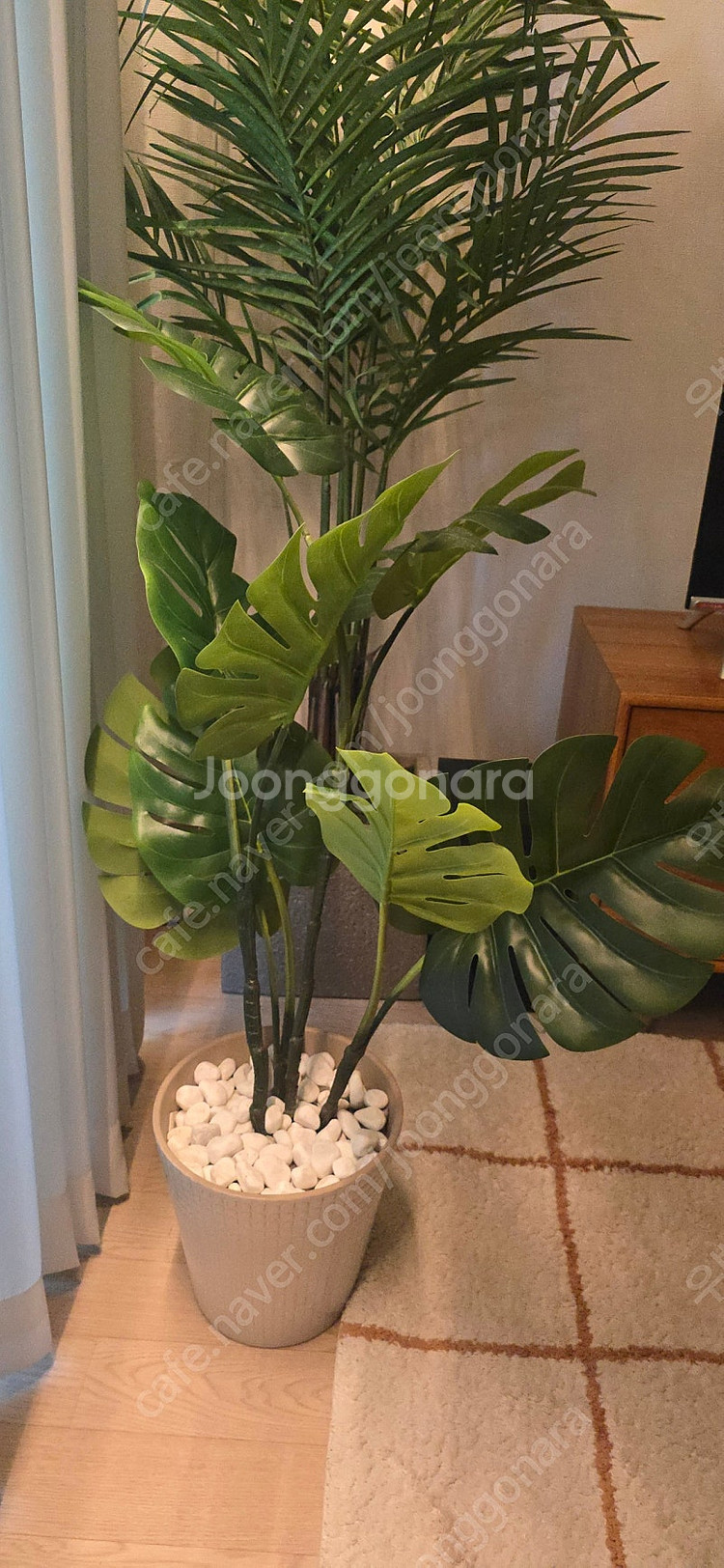 이레카자야 대형조화 170, 바나나나무 100 고퀄--4