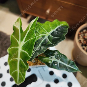 알로카시아 아마조니카 바리에가타