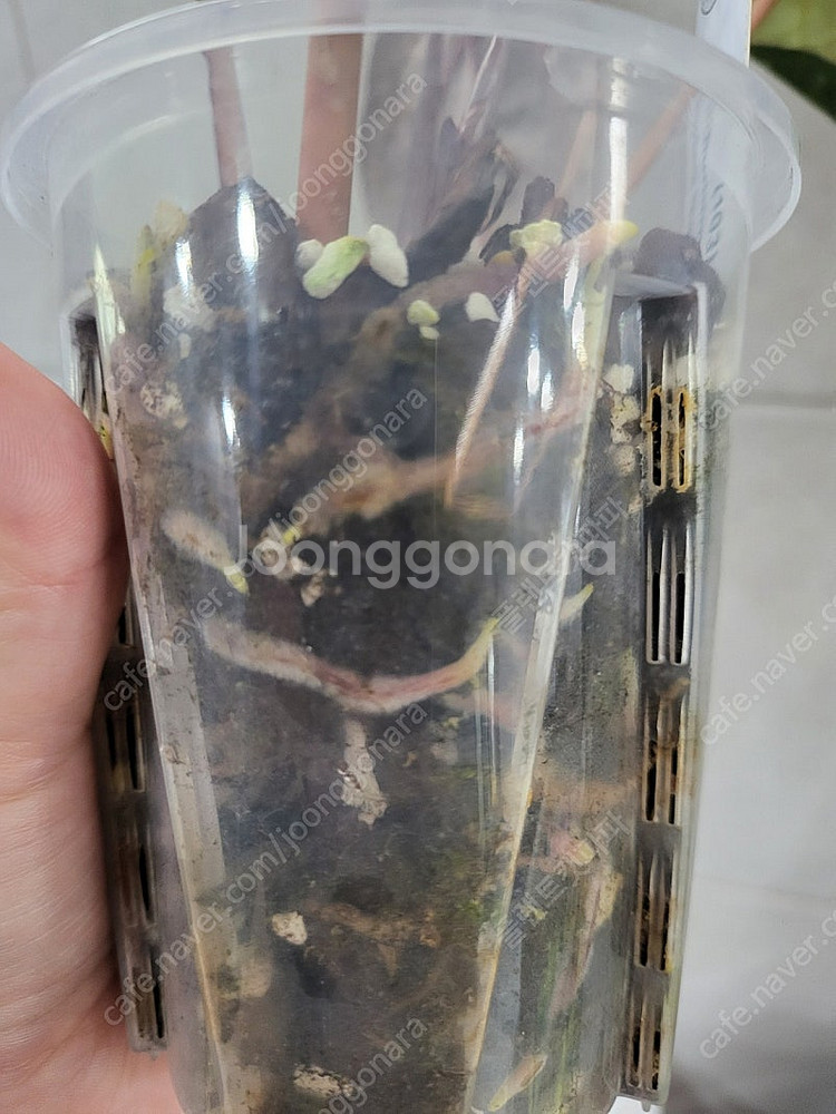 안스리움 자라F4(닥터블락,모주 네임택포함)분촉묘 분양...--3