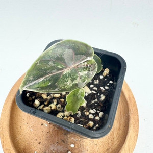 알로카시아 아즈라니 화이트 핑크 바리에가타