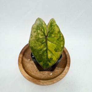 알로카시아 유카탄 프린세스 옐로우 바리에가타