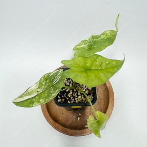 알로카시아 심포 화이트 바리에가타