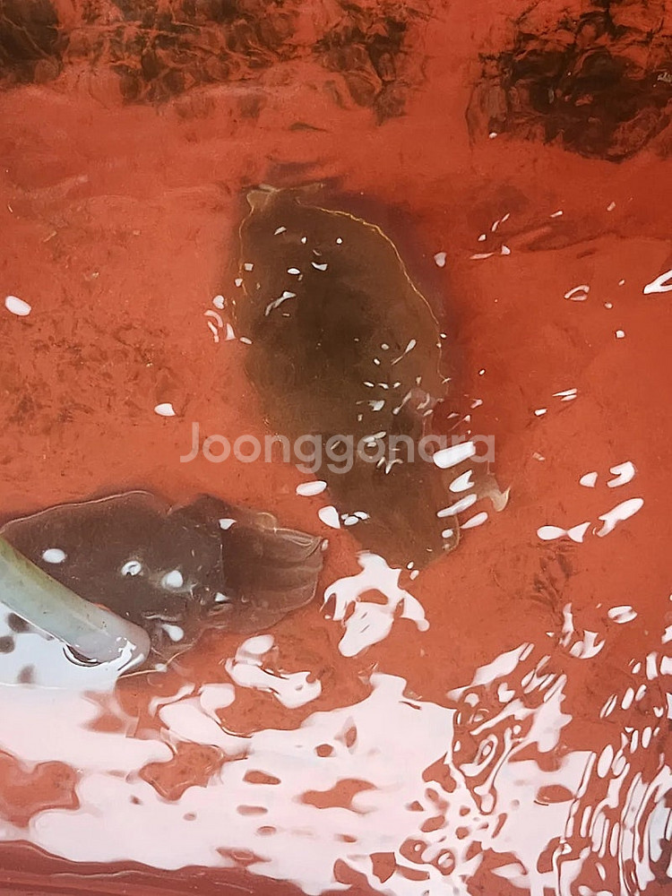 엔에스 퓨리어스 rf 쭈깅 b-158 원피스 제품 구매합니다--0