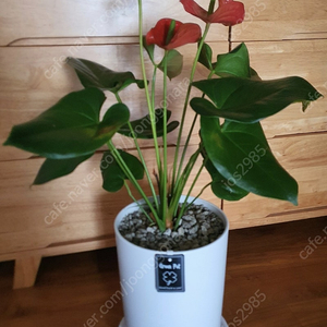 공기정화식물 안스리움 예쁨깨끗 고급최상품 저렴히2만5천원 그외식물모두덤(수원)