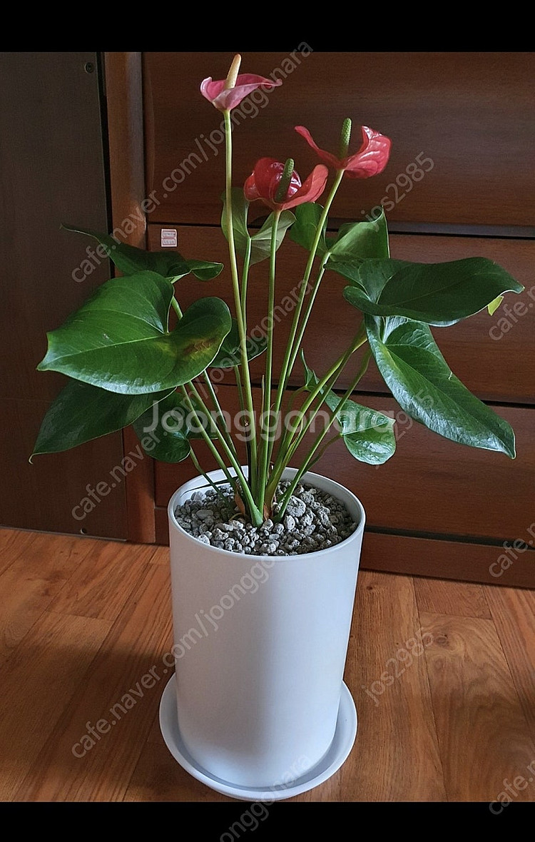 공기정화식물 안스리움 예쁨깨끗 고급최상품 저렴히2만5천원 그외식물모두덤(수원)--1