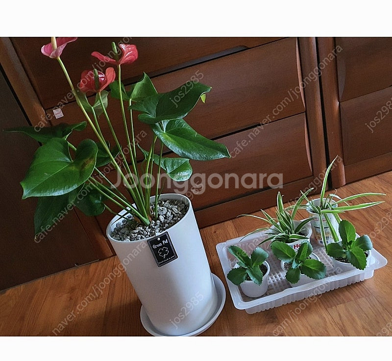 공기정화식물 안스리움 예쁨깨끗 고급최상품 저렴히2만5천원 그외식물모두덤(수원)--4