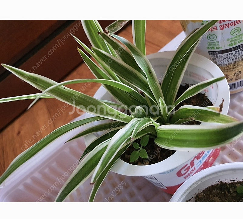공기정화식물 안스리움 예쁨깨끗 고급최상품 저렴히2만5천원 그외식물모두덤(수원)--9