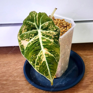 알로카시아 블랙벨벳 옐로우 팔아요