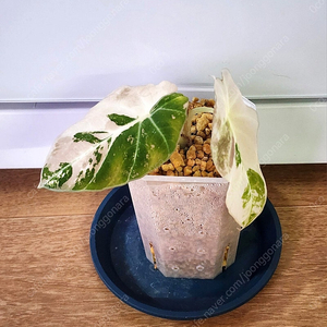 알로카시아 블랙벨벳 화이트 핑크 팔아요