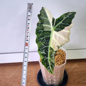 알로카시아 아마조니카 흰무늬 거북바리 팔아요