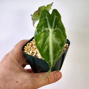 알로카시아 베놈 팔아요