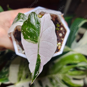 알로카시아 아마조니카 핑크바리에가타