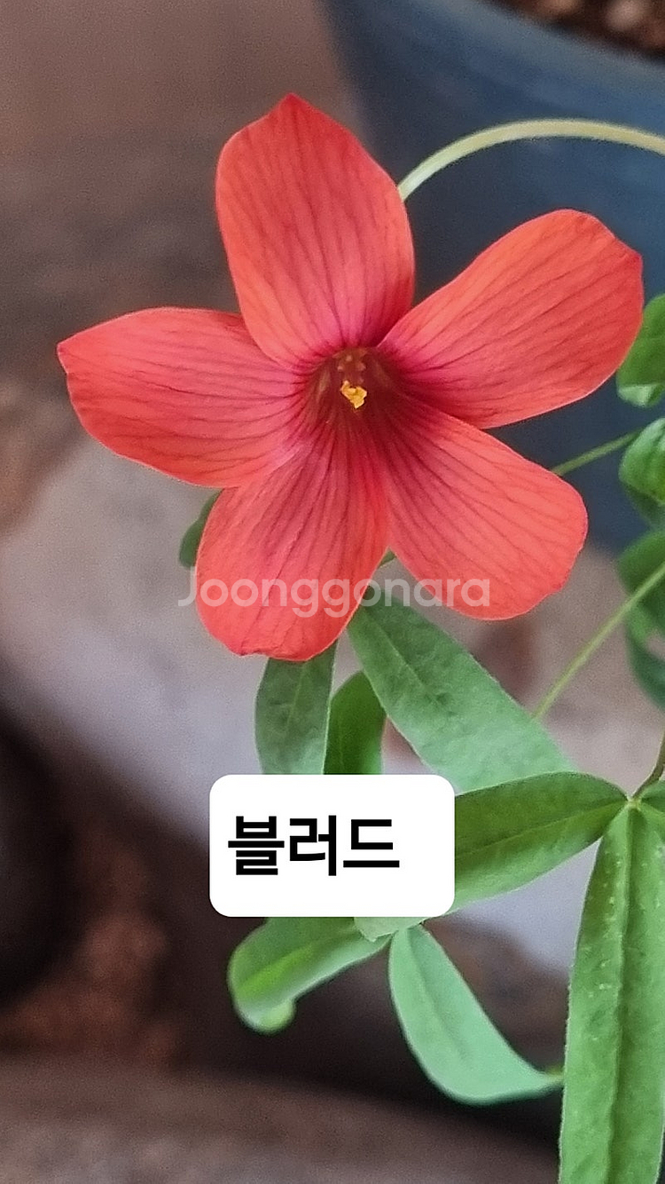 고급사랑초 블러드 비너스 스피넬--0