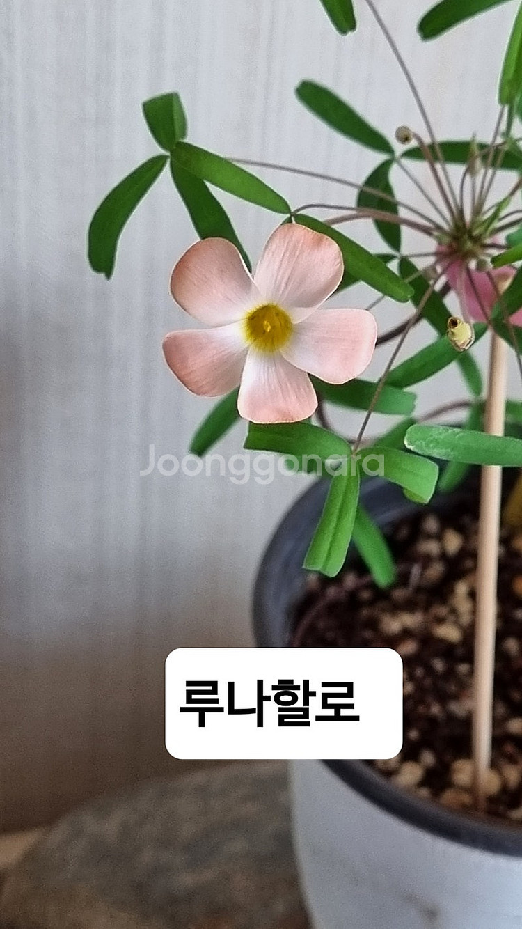 고급사랑초 블러드 비너스 스피넬--3