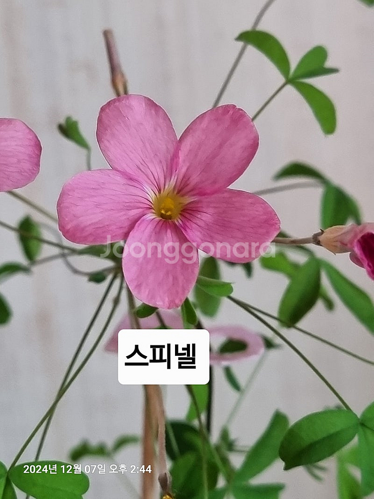 고급사랑초 블러드 비너스 스피넬--4