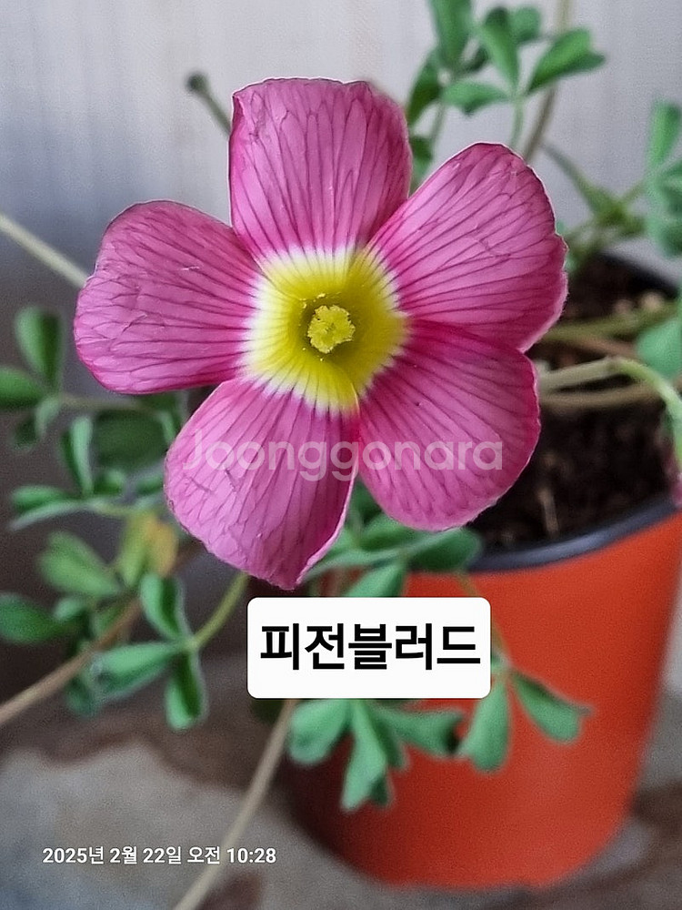 고급사랑초 블러드 비너스 스피넬--5