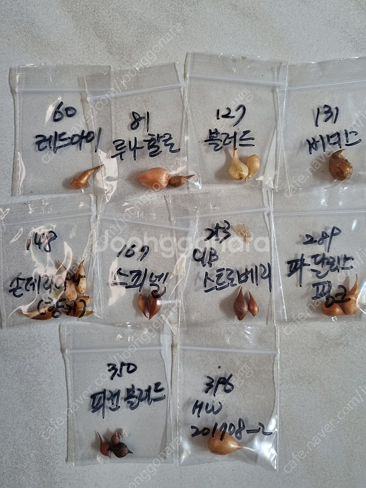 고급사랑초 블러드 비너스 스피넬--6