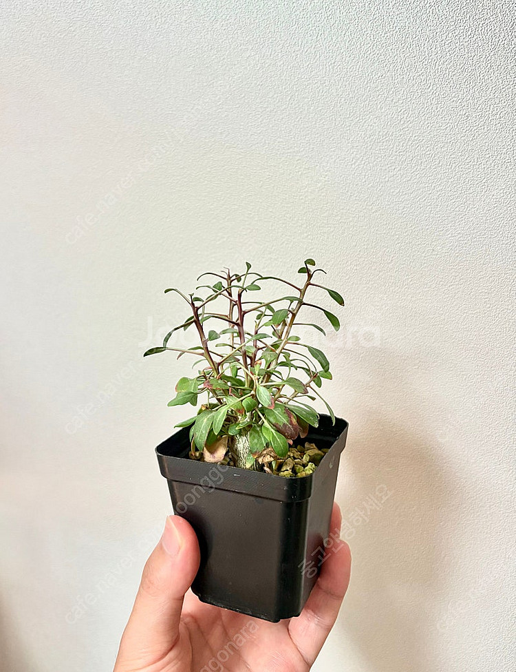 Fouquieria Columnaris 컬럼나리스 (코...--0