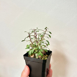Fouquieria Columnaris 컬럼나리스 (코덱스, 아프리카 식물)