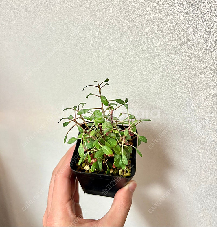 Fouquieria Columnaris 컬럼나리스 (코...--1
