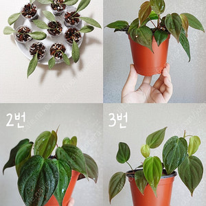 호야 뉴기니아고스트, 호야 실버빛 희귀식물 화분 관엽식물, 필로덴드론 미칸 // 급처분 가격 인하!!