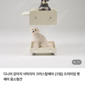 디니어 강아지 식탁의자